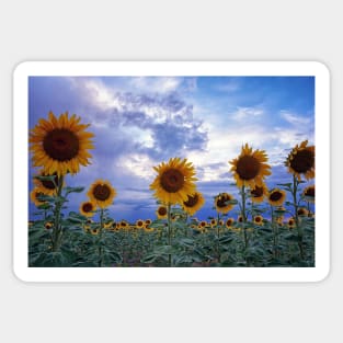 Evening Sunflowers Sticker